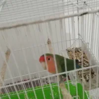 طوطی برزیلی|پرنده|برازجان, |دیوار