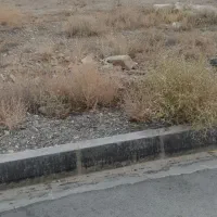 زمین 600متری درمحله8داخل جمهوری20