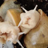 حلزون سوپرمولد تخم گذار ، باکس و خاویار تازه