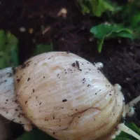حلزون البینو