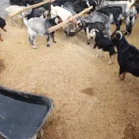 بز جوان شکم اول دوم|حیوانات مزرعه|مرودشت, ده بید|دیوار