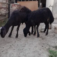 بره قربانی نروماده