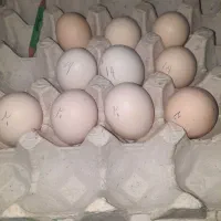 تخم مرغ نطفه دارگلین