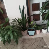 گل طبیعی|گل و گیاه طبیعی|یاسوج, |دیوار