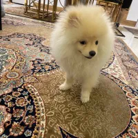 پامر خرسی|سگ|تهران, فردوس|دیوار