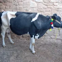 گاو هلشتاین.