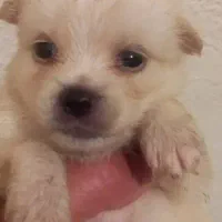 توله پودل کراس|سگ|وحیدیه, |دیوار