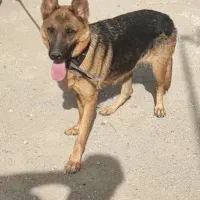 سگ ژرمن
