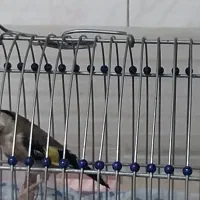 سهره|پرنده|تهران, قیام|دیوار