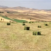 یونجه