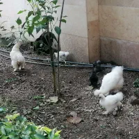 مرغ ابریشمی
