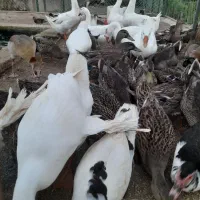 حیوانات