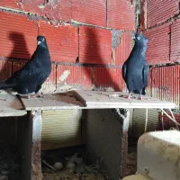 جفت سیاه ابادنی