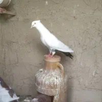 پنج‌تادم‌سیاه