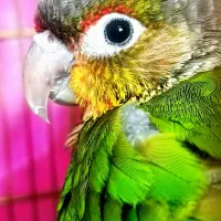 گرینچیک رام و دستی|پرنده|ابهر, |دیوار