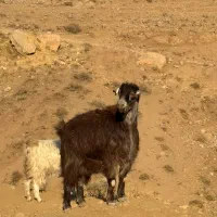 بره گوشتی بز‌گوشتی|حیوانات مزرعه|هشتگرد, خور|دیوار