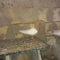 سرته زرد و سیاه