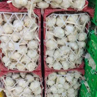 فروش سیر همدان بصورت کلی و جزئی|خوردنی و آشامیدنی|تهران, میدان میوه و تره‌بار مرکزی|دیوار