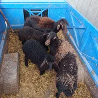 گاومیش خرید تمامی حیوانات ،ادرس مایان|حیوانات مزرعه|تبریز, |دیوار