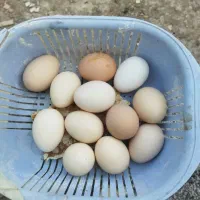 اوردک خارجی مرغ و خروس تخم گذار|حیوانات مزرعه|شیرگاه, |دیوار