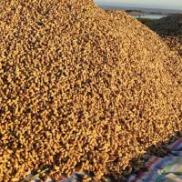 بادام زمینی