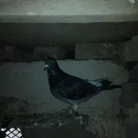 کفتر المانی|پرنده|نیشابور, ماروسک|دیوار