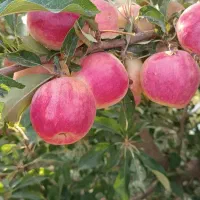 نهالستان سبز گستر مهاباد|خدمات باغبانی و درختکاری|مهاباد (آذربایجان غربی), |دیوار