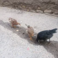 جوجه رسمی
