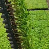 نشا گوجه|گل و گیاه طبیعی|مشهد, انبارنفت|دیوار