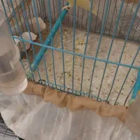 دوتا کوتوله ماده آن ۸ماه سن