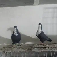 کرباتی|پرنده|فولادشهر, مدیسه|دیوار