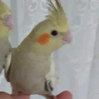 عروس هلندی  دستی