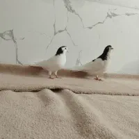 فروش کبوتر|پرنده|سراب, |دیوار