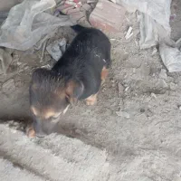 ۲توله ژرمن با مادر|سگ|بهشهر, |دیوار