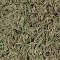 زیره‌سبز‌