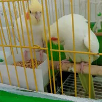 عروس هلندی مولد