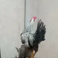 خروس|حیوانات|اهر, |دیوار