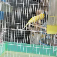 سهره نر|پرنده|گلپایگان, |دیوار