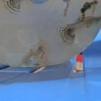 ماهی گوپی|ماهی|مرودشت, ژیان|دیوار