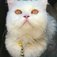 گربه پرشین|گربه|مهاباد (آذربایجان غربی), |دیوار