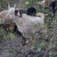 بزغاله. بیگ|حیوانات مزرعه|اردل, |دیوار