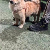 سگ پامر|سگ|اردکان, |دیوار