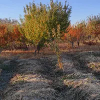 باغ و باغچه الوان در روستای حصار سپرغان|فروش زمین و ملک کلنگی|نوشین شهر, |دیوار