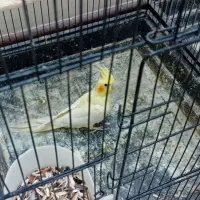 طوطی عروس هلندی|پرنده|آمل, |دیوار