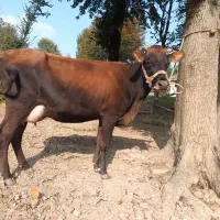 فروش گاو بران سوئیسی (زایمان اول)بدون گوساله|حیوانات مزرعه|رضوانشهر, |دیوار