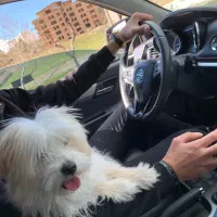 سگ میکس اشپیتز کراس