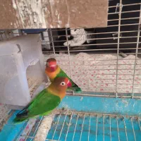 کوتوله مولد به شرط تخم جوجه|پرنده|اصفهان, سپاهان‌شهر|دیوار