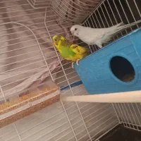 یک جفت مرغ عشق