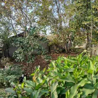 زمین شهری در شاندرمن مسکونی|فروش زمین و ملک کلنگی|شاندرمن, |دیوار