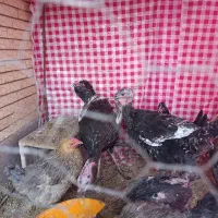 بوقلمون جوان